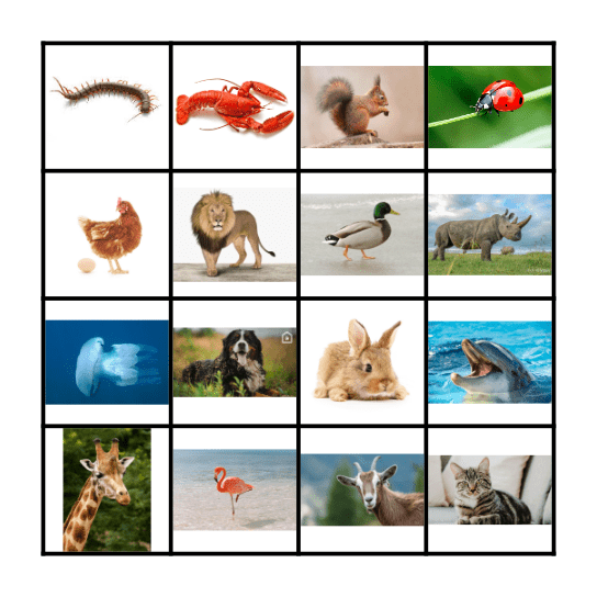 Dieren Bingo Card