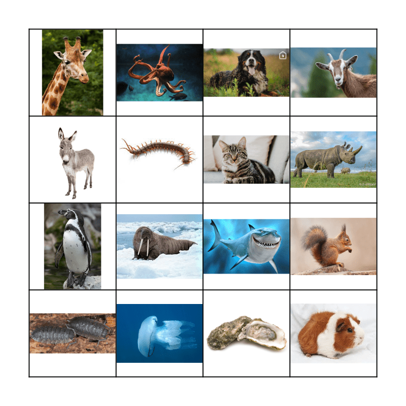 DiErEn Bingo Card