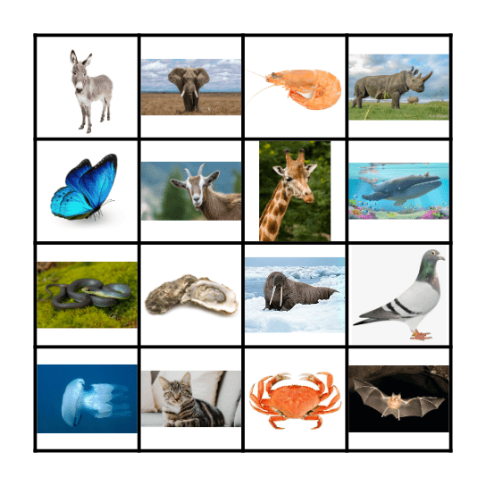 DIEREN Bingo Card