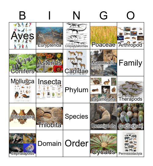 Taxonomy Bingo 1 Bingo Card
