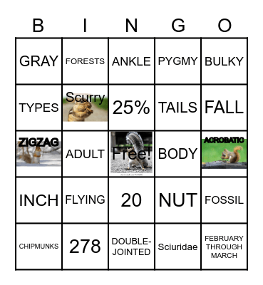 GO NUTS BINGO! Bingo Card