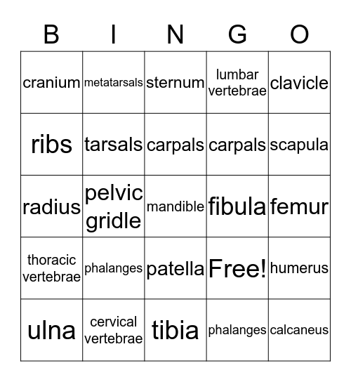 Skeletal System Bingo Card