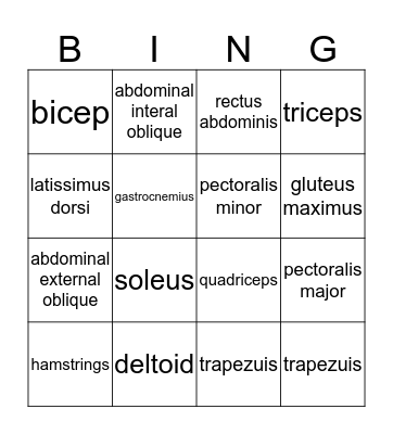 Muscular System Bingo Card