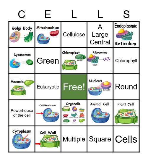 Cellular Structure Bingo Card