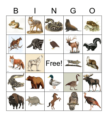 Animals of the US Bingo Card