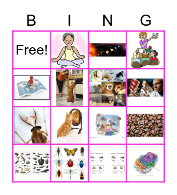 bug's sleep (picture) Bingo Card