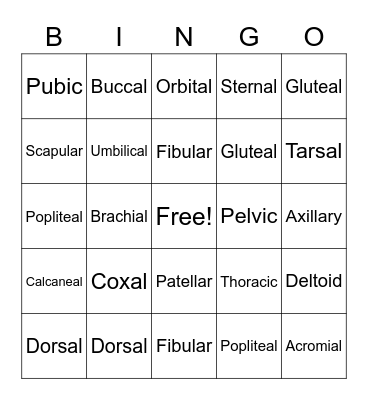 Body Region Anatomy Bingo Card