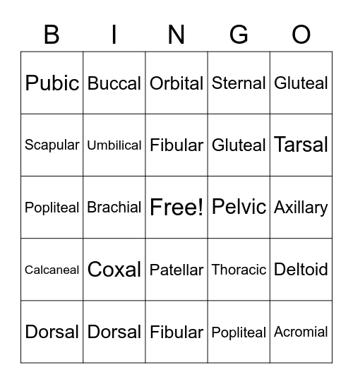 Body Region Anatomy Bingo Card