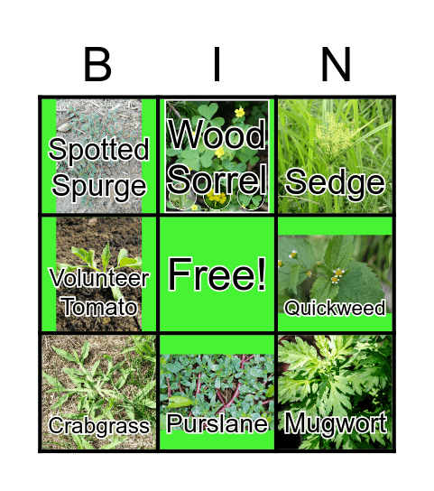 Weed Bingo! Bingo Card