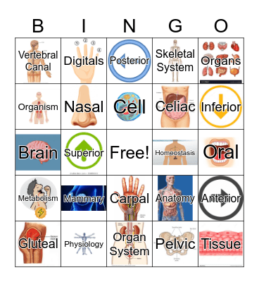 Chapter 1: Intro To Human A&P Bingo Card