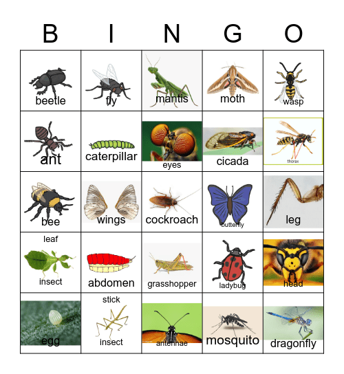 Insects And Their Body Parts Bingo Card