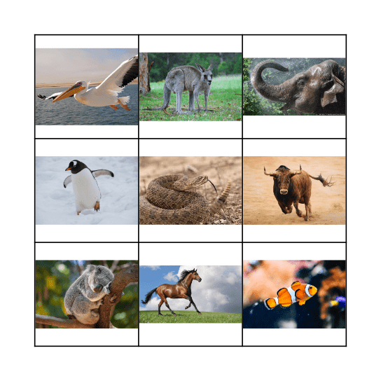 Animal Movements! Bingo Card