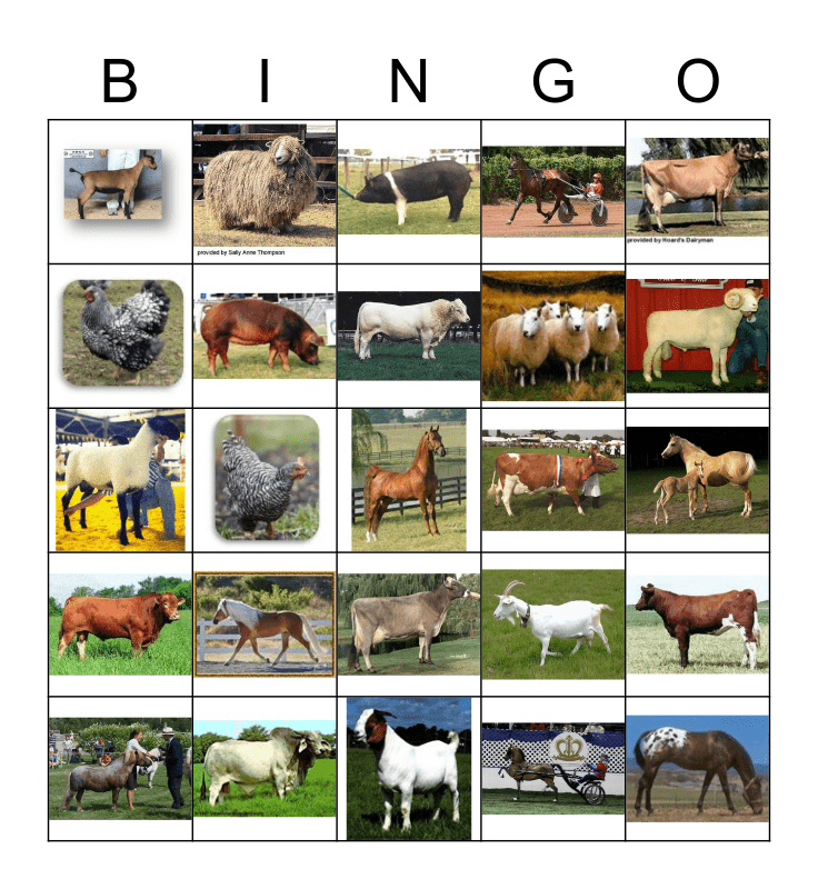 Livestock Bingo Card