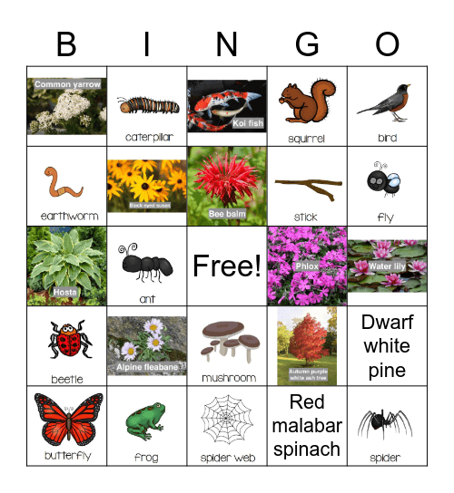 Biodiversity Bingo @ Allen Centennial Gardens Bingo Card