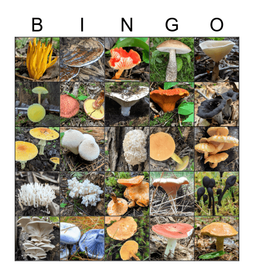 Mushroom Foraging Bingo Card