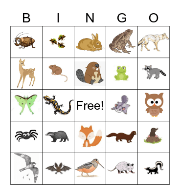 Nocturnal Animal Bingo Card