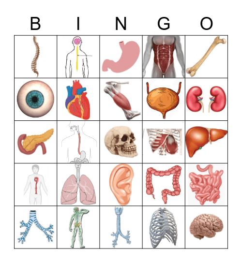 Organen Bingo Card