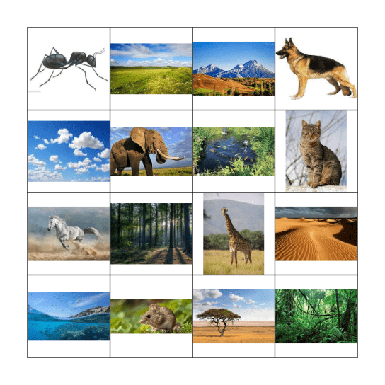 animals and habitata Bingo Card