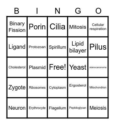 Cell Biology Bingo- Prokaryotic V Eukaryotic Cell  Edition Bingo Card