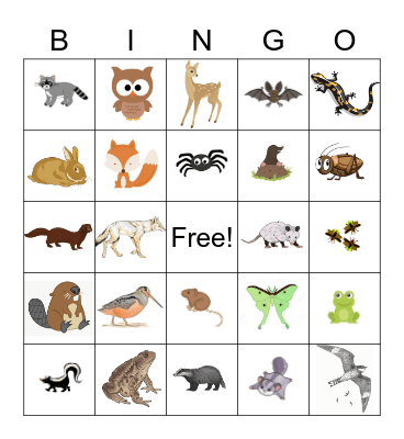 Nocturnal Animals Bingo Card