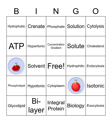 Cell Transport Bingo Card