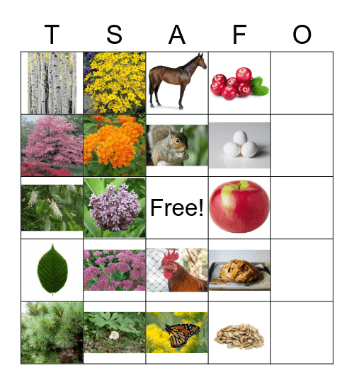 Farm-to-Table Bingo Card