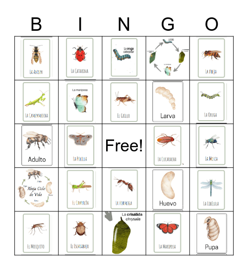 Los Insectos Bingo Card