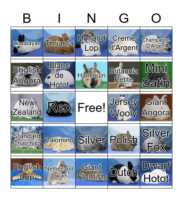 ARBA Rabbit Breeds Bingo Card
