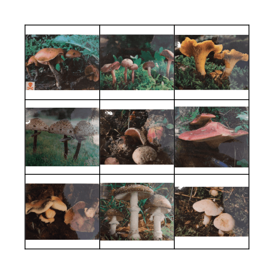 Paddenstoelen Bingo Card