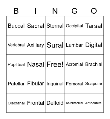 Anatomy Body Regions Bingo Card