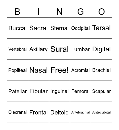 Anatomy Body Regions Bingo Card
