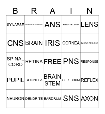 NERVOUS SYSTEM Bingo Card