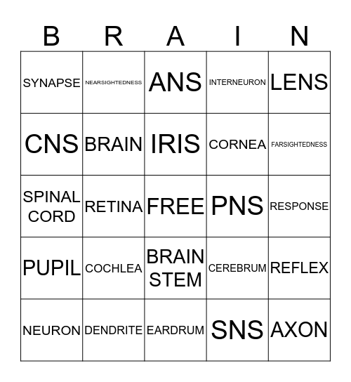 NERVOUS SYSTEM Bingo Card