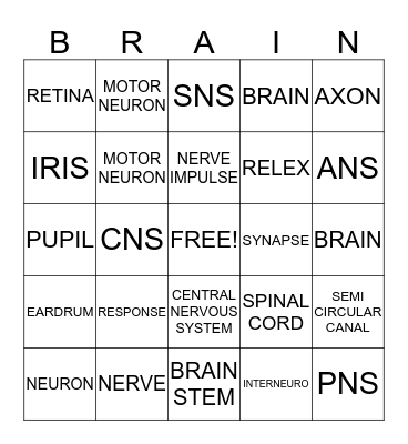 NERVOUS SYSTEM Bingo Card