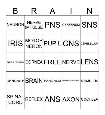 NERVOUS SYSTEM Bingo Card