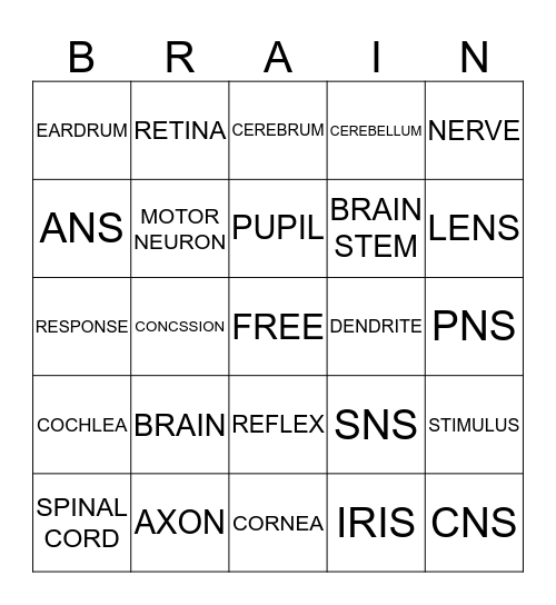 NERVOUS SYSTEM Bingo Card