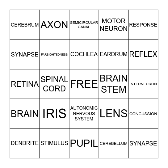 NERVOUS SYSTEM Bingo Card