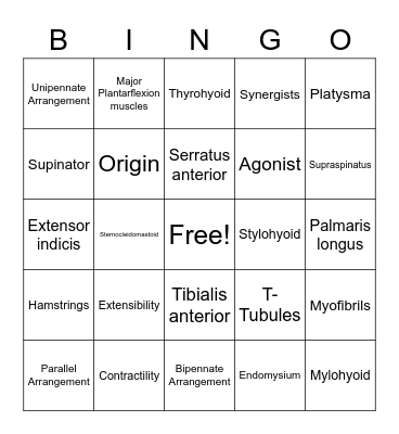 Muscle System Bingo Card