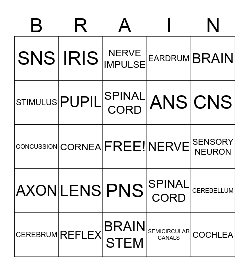 NERVOUS SYSTEM Bingo Card