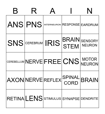 NERVOUS SYSTEM Bingo Card