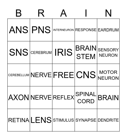 NERVOUS SYSTEM Bingo Card