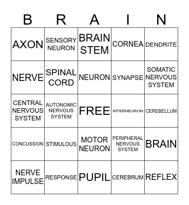 NERVOUS SYSTEM Bingo Card