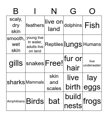 Animal Groups Bingo Card