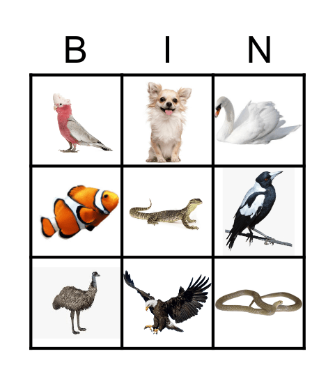 Noongar Animals Bingo Card