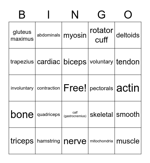 The Muscular System Bingo Card