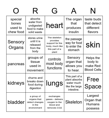 Organs of the Human Body Bingo Card