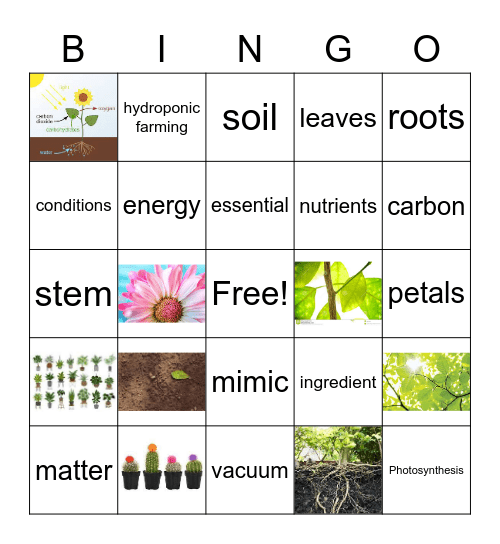 Matter & Energy in Plants Bingo Card
