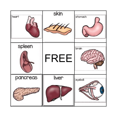 Organ Bingo Card