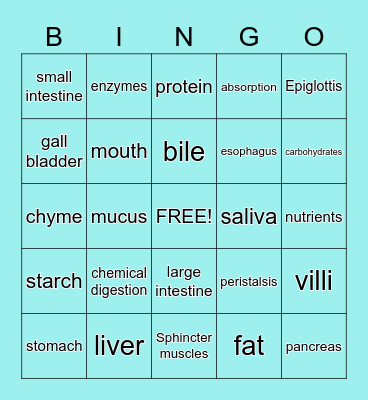 Digestive System Bingo Card