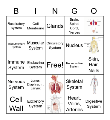 Human Body Systems Bingo Card